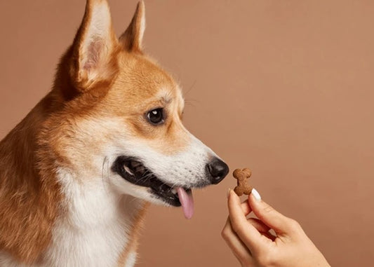 The Science of Successful Training: Why Treats Matter