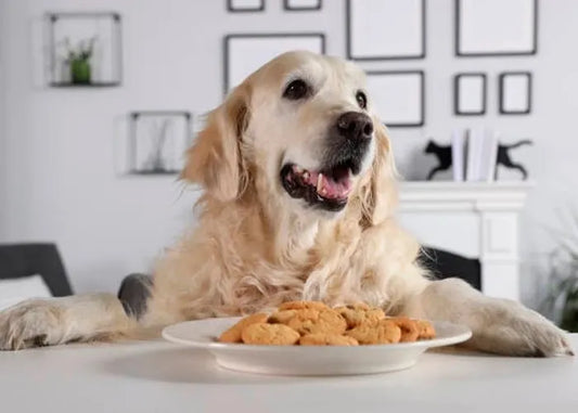 Indulge Your Pup's Palate with Gourmet Dog Cookies